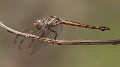 J19_9268 Potamarcha congener female